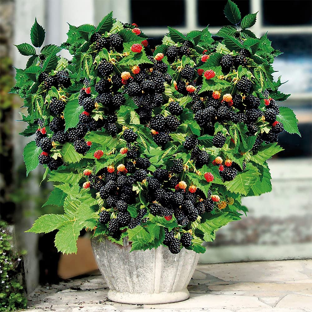 Sweet Giant Blackberry Seeds+🍇+ Plant Growth Supplement FREE🔥
