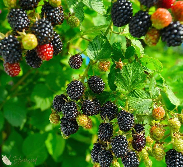 Sweet Giant Blackberry Seeds+🍇+ Plant Growth Supplement FREE🔥