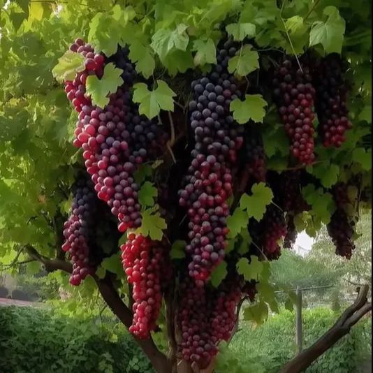 Giant Grape Tree Seeds 🍇+ Plant Growth Supplement FREE🔥