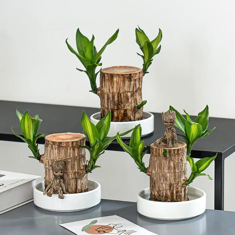 Brazilian Lucky Wood Plant | 🔥 BUY 1 GET 1 FREE 🔥
