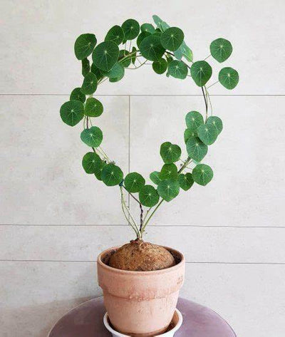 Stephania Erecta - The Everlasting Green Wonder