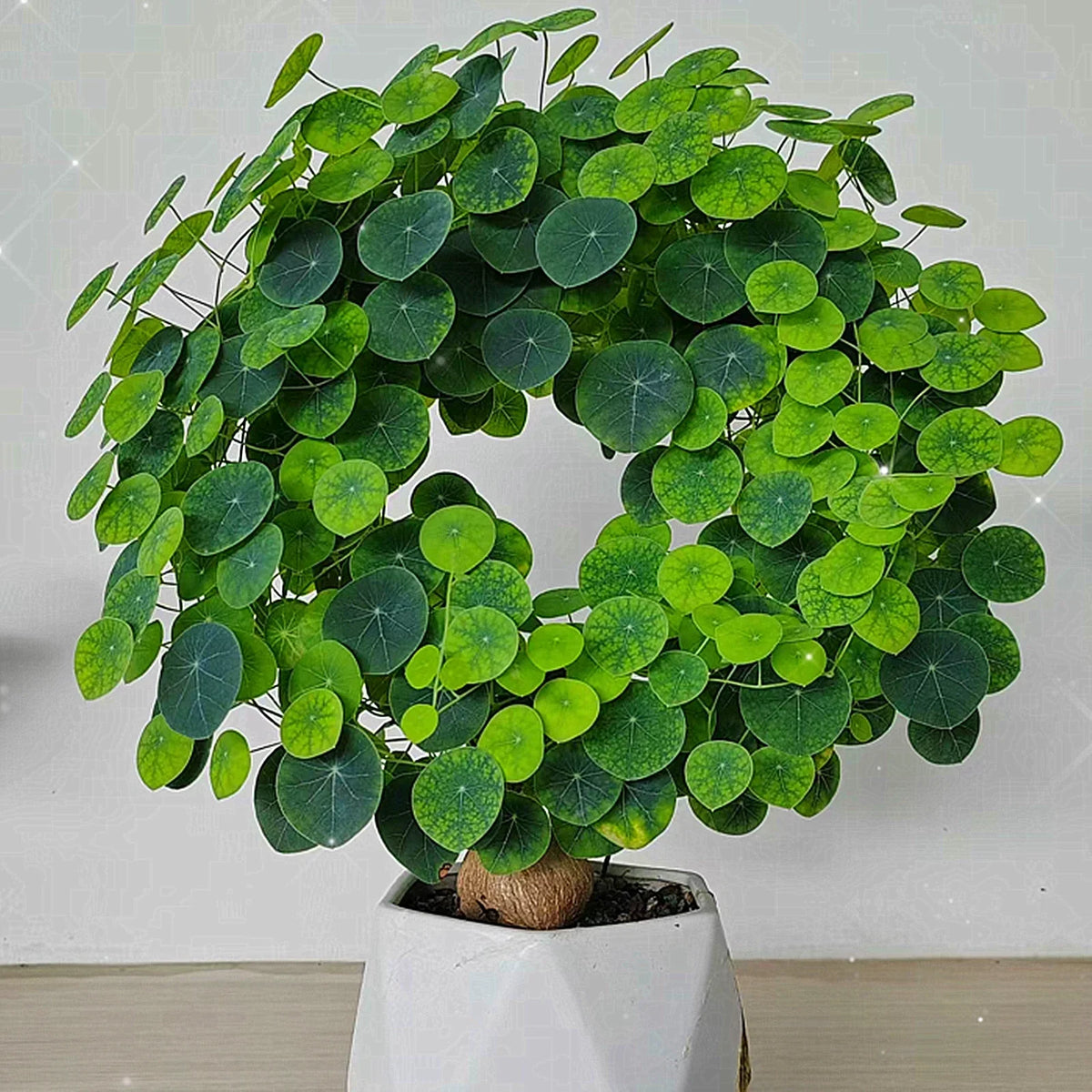 Stephania Erecta - The Everlasting Green Wonder