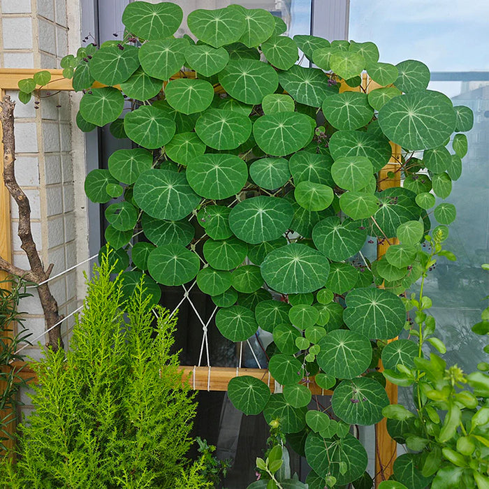 Stephania Erecta - The Everlasting Green Wonder