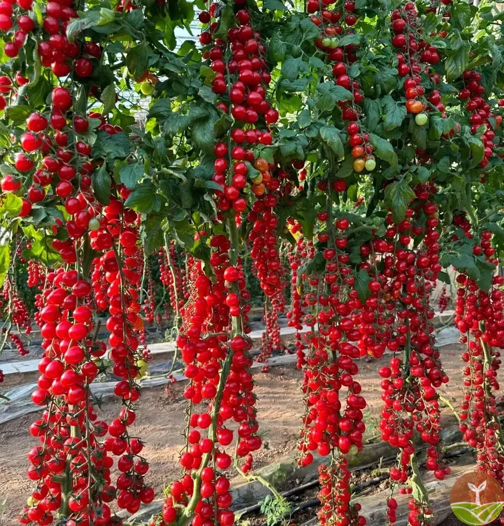 Waterfall Tomato Seeds + free plant growth supplement🔥