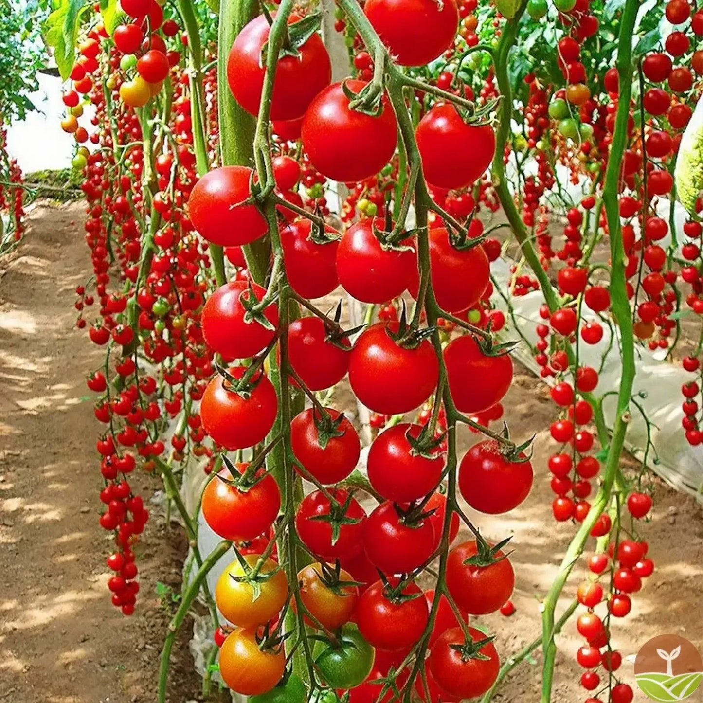Waterfall Tomato Seeds + free plant growth supplement🔥