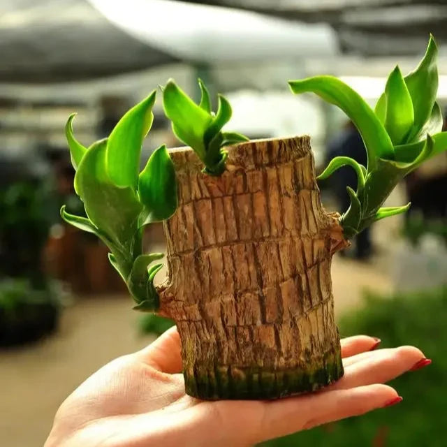 Brazilian Lucky Wood Plant | 🔥 BUY 1 GET 1 FREE 🔥