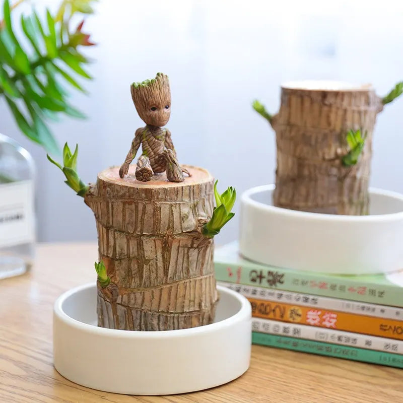 Brazilian Lucky Wood Plant | 🔥 BUY 1 GET 1 FREE 🔥