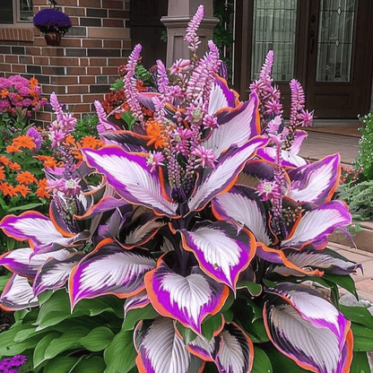 🌿 Colorful Hosta Seeds – The King of Shade in the Garden! 🌿