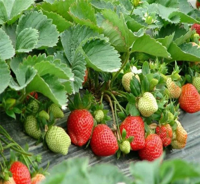 Fresh Sweet Strawberry Seeds (Hybrid) + Plant Growth Supplement FREE🔥