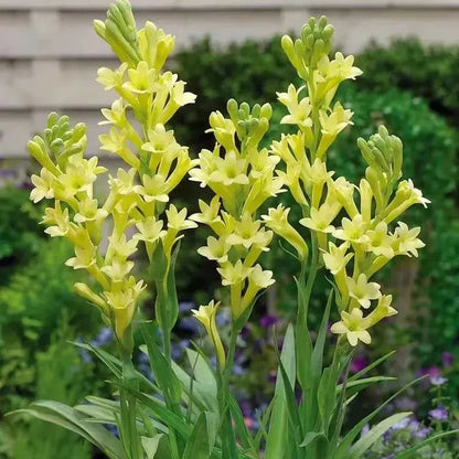 Tuberose 🌸 Bulbs! 🔥+ Plant Growth Supplement FREE🔥