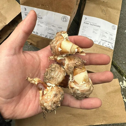 Tuberose 🌸 Bulbs! 🔥+ Plant Growth Supplement FREE🔥