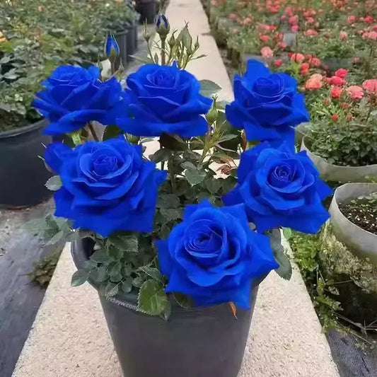 💙BLUE ENCHANTRESS ROSE SEEDS🌹🔥+ Free Plant Growth Supplement🔥