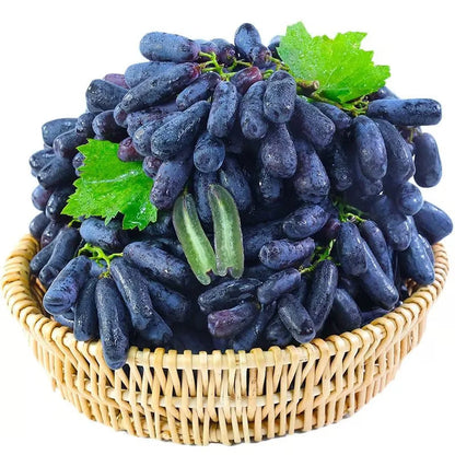 Sweet Sapphire Grape Seeds 🍇+ Plant Growth Supplement FREE🔥