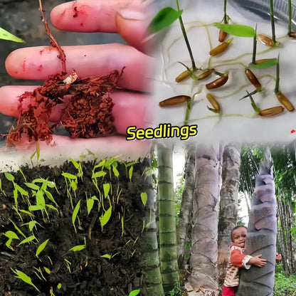 Giant Dragon Bamboo Seeds🔥+ Plant Growth Supplement FREE🔥
