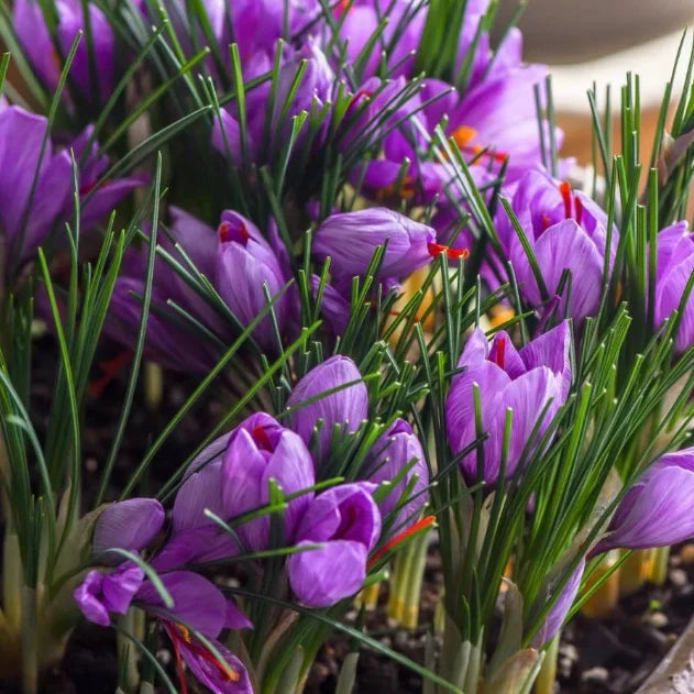 Saffron Bulbs 🔥+ free plant growth supplement🔥