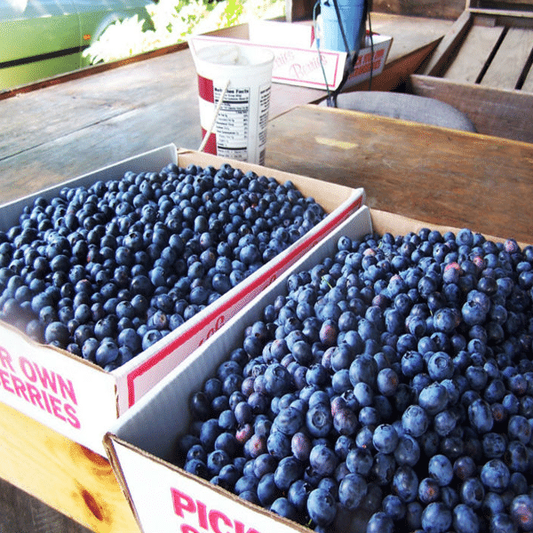 King of Berries - Giant Blueberry Fruit Seeds - Four Seasons Plants