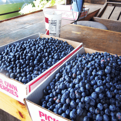 King of Berries - Giant Blueberry Fruit Seeds - Four Seasons Plants