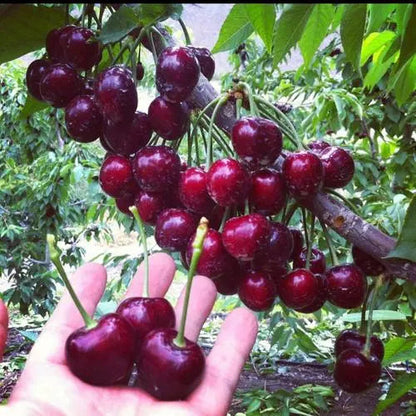🍒Imported Rainier Cherry Fruit Seeds🍒 + Plant Growth Supplement FREE🔥