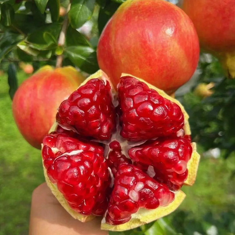 🌱 Crystal Pomegranate Seeds  + Plant Growth Supplement FREE🔥