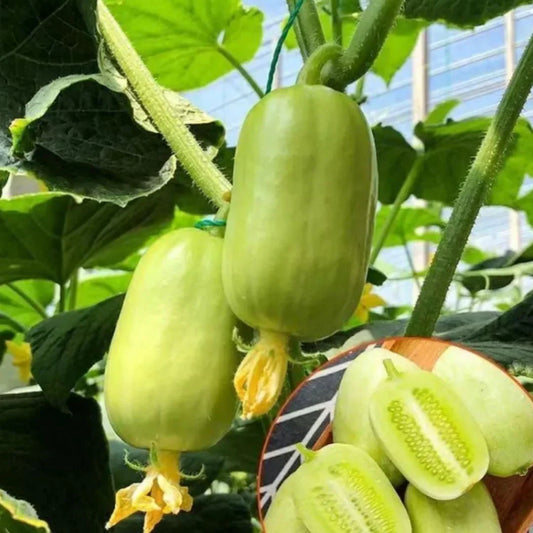 🥒Jade Lady Cucumber Seeds 🥒+  🔥Plant Growth Supplement FREE🔥