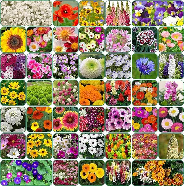 GardenJoy Assorted Flower Seeds (Pack of 2 100+ 100 ) + Plant Growth Supplement FREE🔥