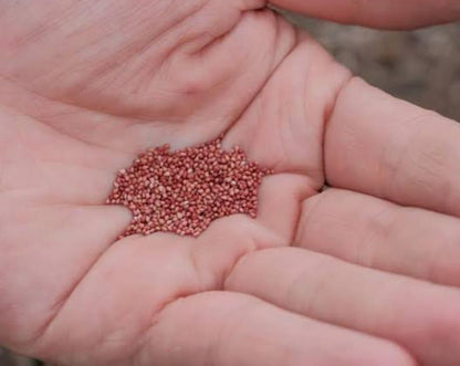 Fresh Sweet Strawberry Seeds (Hybrid) + Plant Growth Supplement FREE🔥