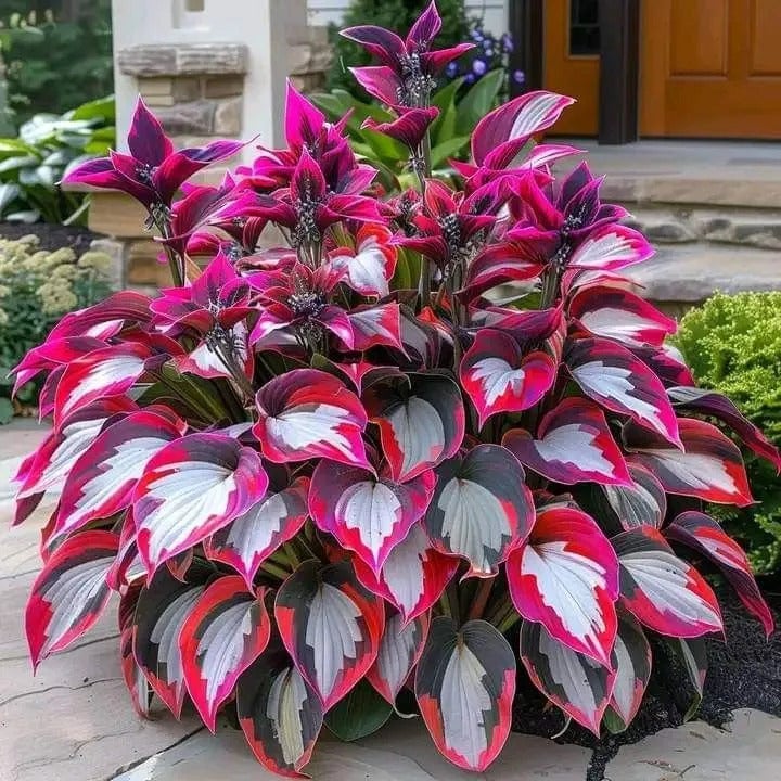 🌿 Colorful Hosta Seeds – The King of Shade in the Garden! 🌿