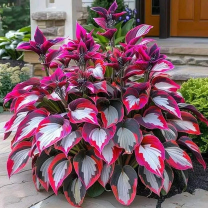 🌿 Colorful Hosta Seeds – The King of Shade in the Garden! 🌿