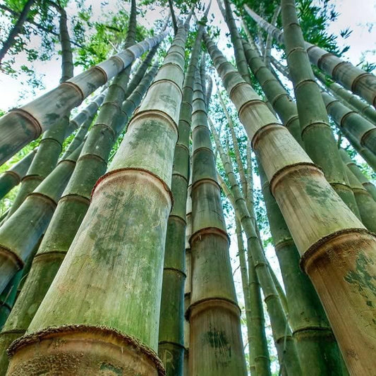 Giant Dragon Bamboo Seeds🔥+ Plant Growth Supplement FREE🔥