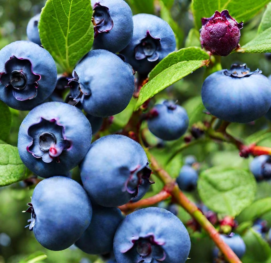 King of Berries - Giant Blueberry Fruit Seeds - Four Seasons Plants