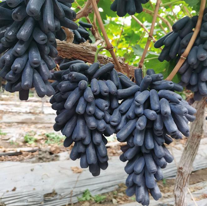 Sweet Sapphire Grape Seeds 🍇+ Plant Growth Supplement FREE🔥