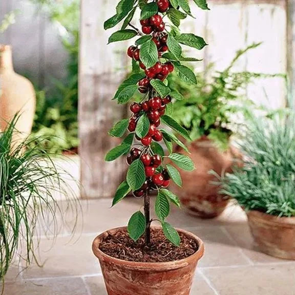 🍒Imported Rainier Cherry Fruit Seeds🍒 + Plant Growth Supplement FREE🔥