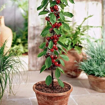 🍒Imported Rainier Cherry Fruit Seeds🍒 + Plant Growth Supplement FREE🔥