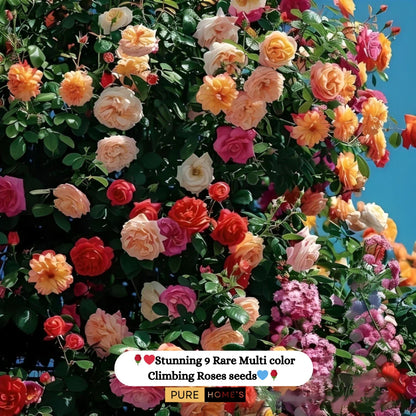 🌹 Elegant Imported Climbing Rose Flower Seeds + Plant Growth Supplement FREE🔥