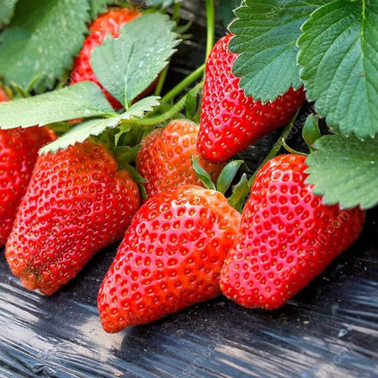 Fresh Sweet Strawberry Seeds (Hybrid) + Plant Growth Supplement FREE🔥