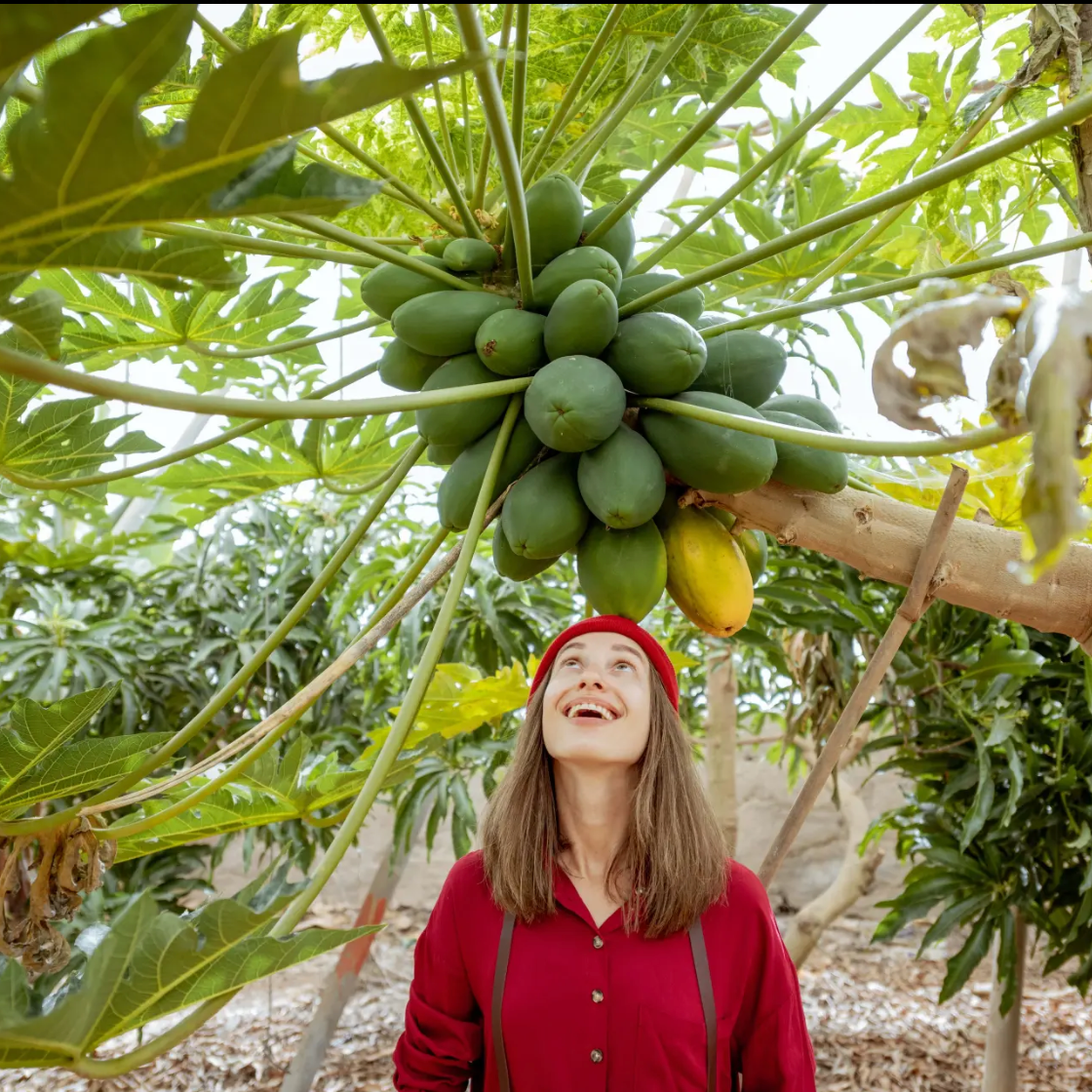 🔥 Dwarf Papaya seeds+ Plant Growth Supplement FREE🔥