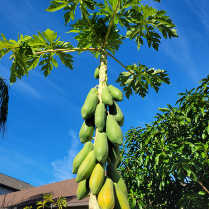 🔥 Dwarf Papaya seeds+ Plant Growth Supplement FREE🔥