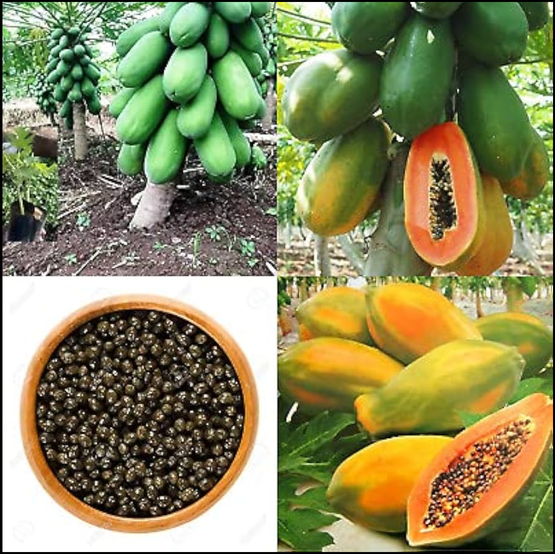 🔥 Dwarf Papaya seeds+ Plant Growth Supplement FREE🔥