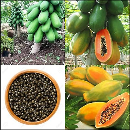 🔥 Dwarf Papaya seeds+ Plant Growth Supplement FREE🔥