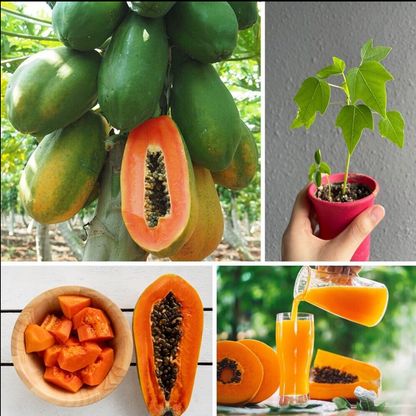 🔥 Dwarf Papaya seeds+ Plant Growth Supplement FREE🔥