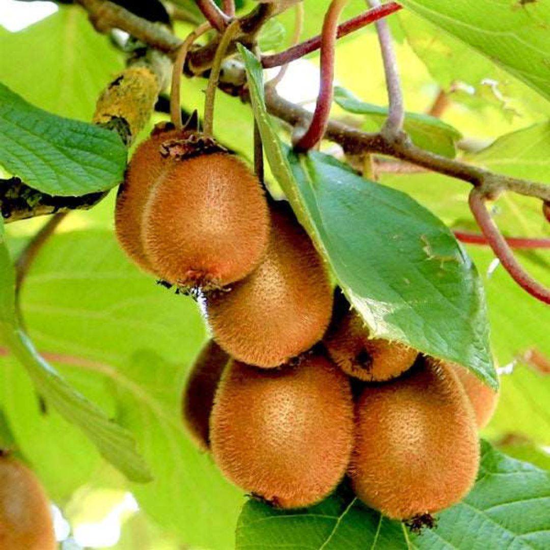 Kiwi Fruit Seeds + 🔥 Free Plant Growth Supplement  🔥