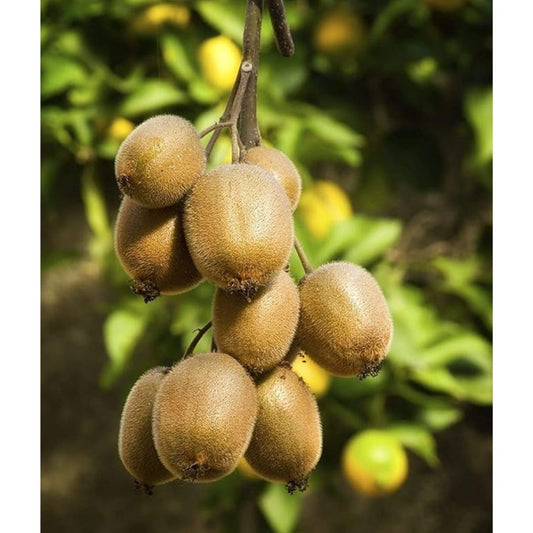 Kiwi Fruit Seeds + 🔥 Free Plant Growth Supplement  🔥