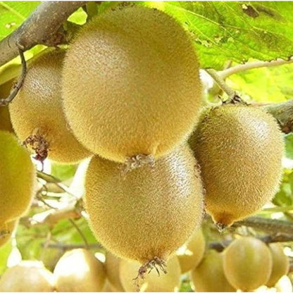 Kiwi Fruit Seeds + 🔥 Free Plant Growth Supplement  🔥