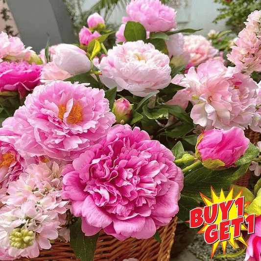 🌺The Queen of Flowers - Peony 🔥+ Plant Growth Supplement FREE🔥