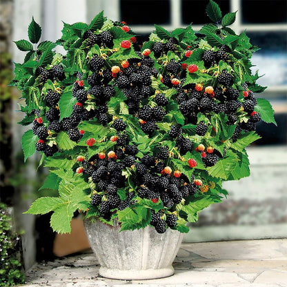Sweet Giant Blackberry Seeds+🍇+ Plant Growth Supplement FREE🔥