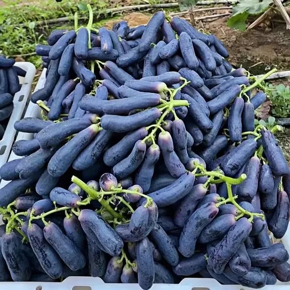 Sweet Sapphire Grape Seeds 🍇+ Plant Growth Supplement FREE🔥