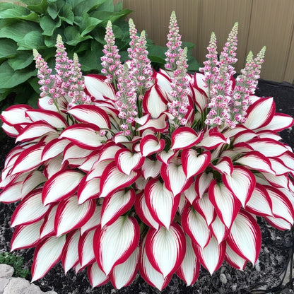 🌿 Colorful Hosta Seeds – The King of Shade in the Garden! 🌿