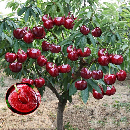 🍒Imported Rainier Cherry Fruit Seeds🍒 + Plant Growth Supplement FREE🔥