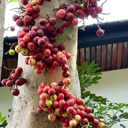 🍑 Super Giant Peach Fig Seeds 🔥+ Plant Growth Supplement FREE🔥