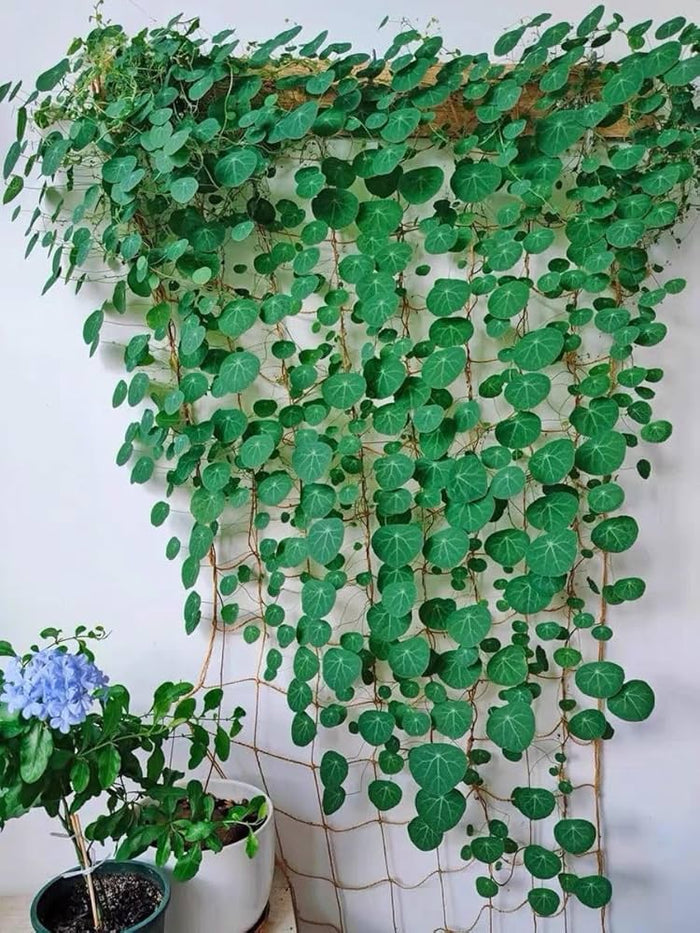 Stephania Erecta - The Everlasting Green Wonder
